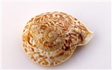Conch Shell wallpaper album (4) #3