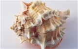 Conch Shell wallpaper album (4) #6