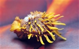 Conch Shell Tapete Album (4) #11