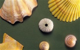 Conch Shell wallpaper album (4) #18