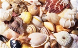 Conch Shell album fonds d'écran (4) #20