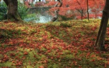 枫叶铺满地 壁纸