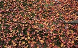枫叶铺满地 壁纸11