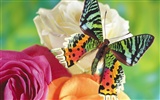 motýli a květiny tapety album (1)