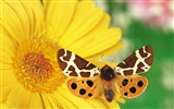Бабочки и цветы обои альбом (1) #3