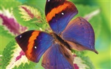 Schmetterlinge und Blumen Wallpaper Album (1) #4