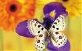 Schmetterlinge und Blumen Wallpaper Album (1) #5