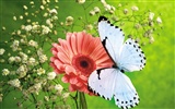 Papillons et fleurs album papier peint (1) #8