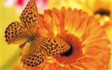 Бабочки и цветы обои альбом (1) #9