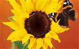 Бабочки и цветы обои альбом (1) #12
