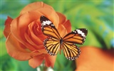 Бабочки и цветы обои альбом (1) #14