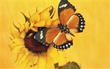 Бабочки и цветы обои альбом (1) #16