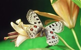 Бабочки и цветы обои альбом (1) #17