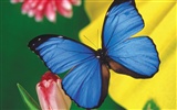Schmetterlinge und Blumen Wallpaper Album (2) #1