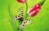 Schmetterlinge und Blumen Wallpaper Album (2) #4
