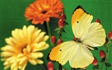 Schmetterlinge und Blumen Wallpaper Album (2) #5