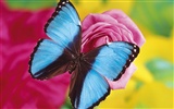 Schmetterlinge und Blumen Wallpaper Album (2) #8