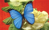 Schmetterlinge und Blumen Wallpaper Album (2) #9