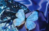 Schmetterlinge und Blumen Wallpaper Album (2) #15