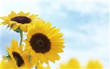 Blue sky sunflower Widescreen Wallpaper #9