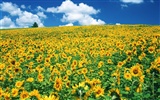 Blauer Himmel Sonnenblume Widescreen Wallpaper #18
