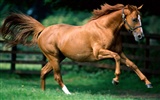 Horse Photo Wallpaper (1)