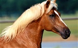 Horse Photo Wallpaper (2)