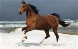 Fondo de pantalla de fotos de caballos (2) #20