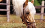 Koně Foto tapety (3)