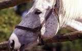 Horse Fondos de fotos (4) #7
