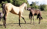 Horse Fondos de fotos (4) #11