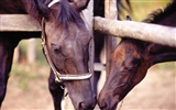 Horse Fondos de fotos (4) #15