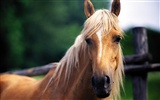 Horse Fondos de fotos (4) #16