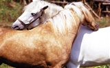 Koně Foto tapety (4) #20