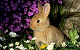 Rabbit Foto tapety (1) #13