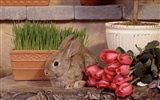 Rabbit Wallpaper Foto (1) #14