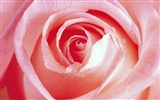 Rose Photo Wallpaper (1) #8