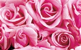 Rose Foto Wallpaper (1) #17