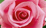 Rose Foto Wallpaper (1) #20