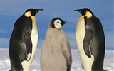ペンギン写真の壁紙 #2