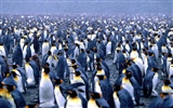 Penguin Fondos de Fotografía #4