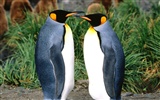 Penguin Fondos de Fotografía #5