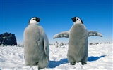 Penguin Fondos de Fotografía #6