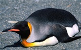 Пингвин Фото обои #9