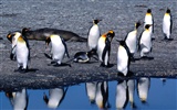 Penguin Fondos de Fotografía #15