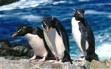 Penguin Fondos de Fotografía #22