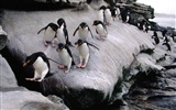 Penguin Fondos de Fotografía #24
