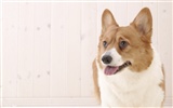Cachorro de fotos HD fondos de pantalla (4) #4