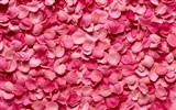 Rose Photo Wallpaper (2) #16