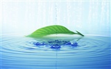 Marca de agua fresca fondos de escritorio de hoja verde #12